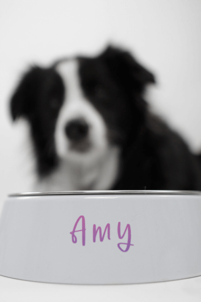 Miska pre s menom psika