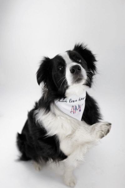 Vlastná potlač na Šatku pre Psa so Suchým Zipsom 38 - 45 cm